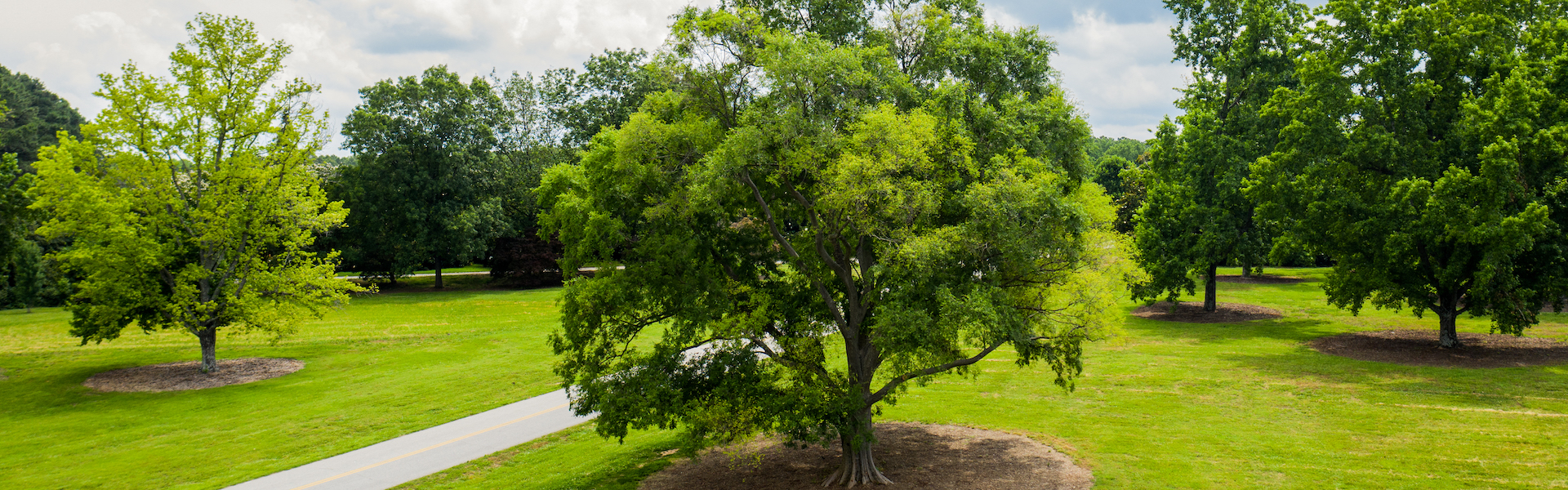 elm tree